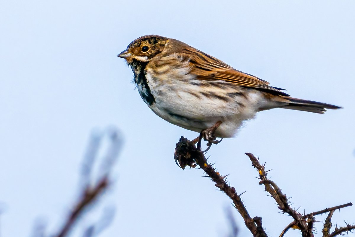 Despite the strong winds, the Reed Buntings still manage to linger on the bush tips. 
#Birds #birdwatching #birdphotography