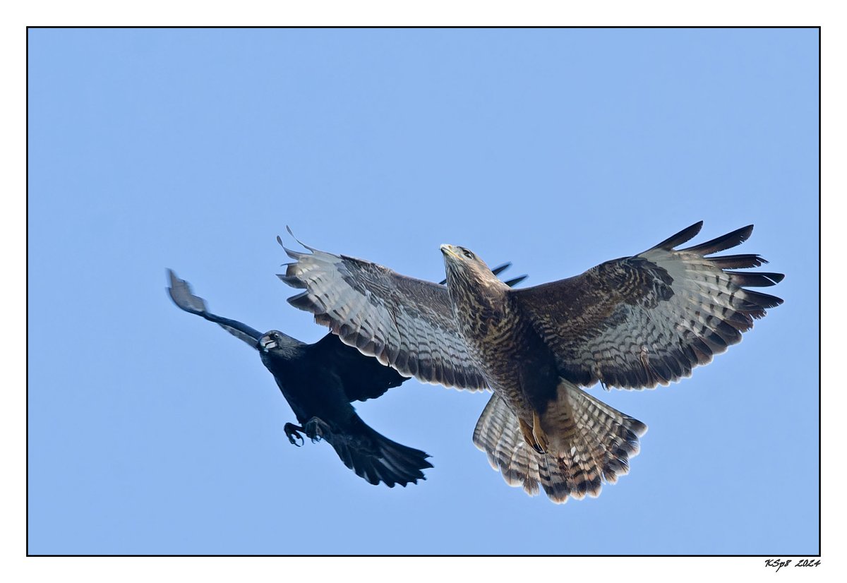 KW_Speight's tweet photo. Being encouraged to leave the area.
2022.02.30 Crow harassing Buzzard.
Back garden, near #MeanwoodValleyTrail, #Leeds, W Yorks.
#fsprintmonday @Natures_Voice
@NatureUK #BirdsSeenIn2024
@ThePhotoHour #NaturePhotography
#ethicsbeforeimages @UKNikon 500+ #Sigma600 + crop https://t.co/TrU3VvPeJn