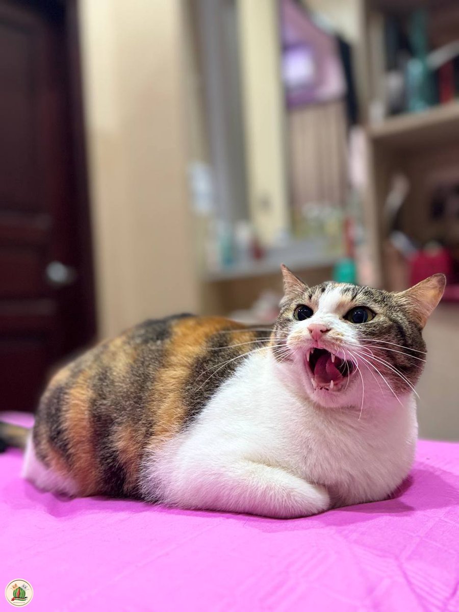 morning kaka kaka jangan lupa mam 🐈