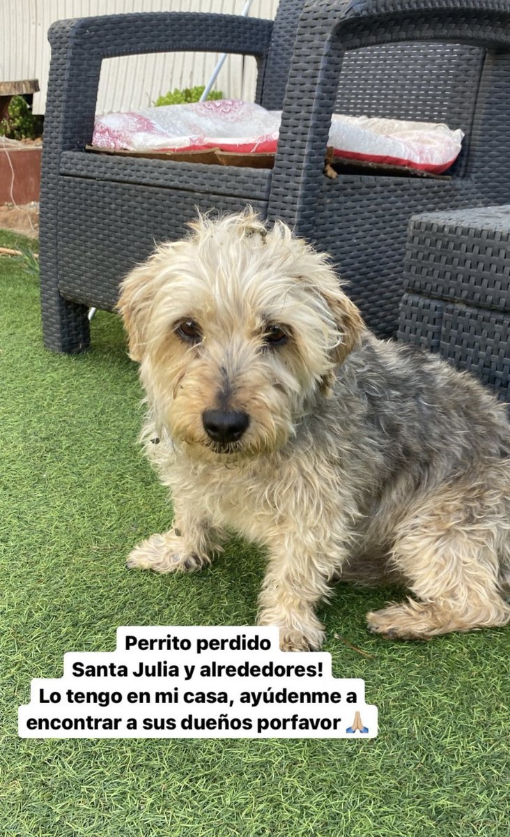 Alealita_'s tweet photo. Buscamos a dueños de este perrito, lo tiene mi tía en su casa por mientras 🙏🏻 sector Santa Julia! rt porfi https://t.co/ysdCiZPLrJ