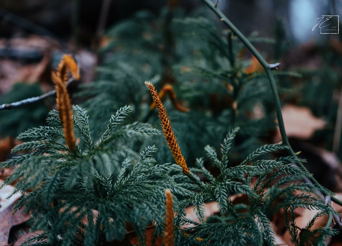 JeffyEsguerra's tweet photo. Here's something dark and moody for ya from my recent hike. With winter still present and nature still dormant, I love being able to catch the darkness of the woods. I hope you enjoy... Also that plant is known as the Dendrolycopodium or the common name Ground Pine! #photography https://t.co/kJYDJH7jF4