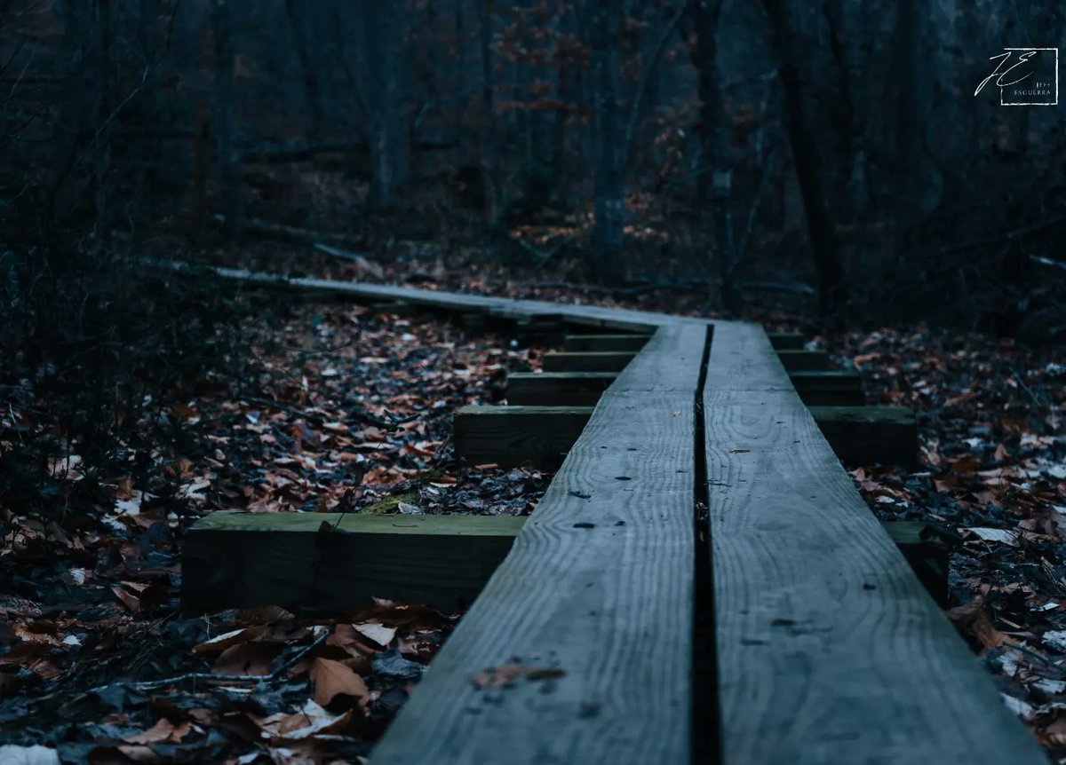 JeffyEsguerra's tweet photo. Here's something dark and moody for ya from my recent hike. With winter still present and nature still dormant, I love being able to catch the darkness of the woods. I hope you enjoy... Also that plant is known as the Dendrolycopodium or the common name Ground Pine! #photography https://t.co/kJYDJH7jF4
