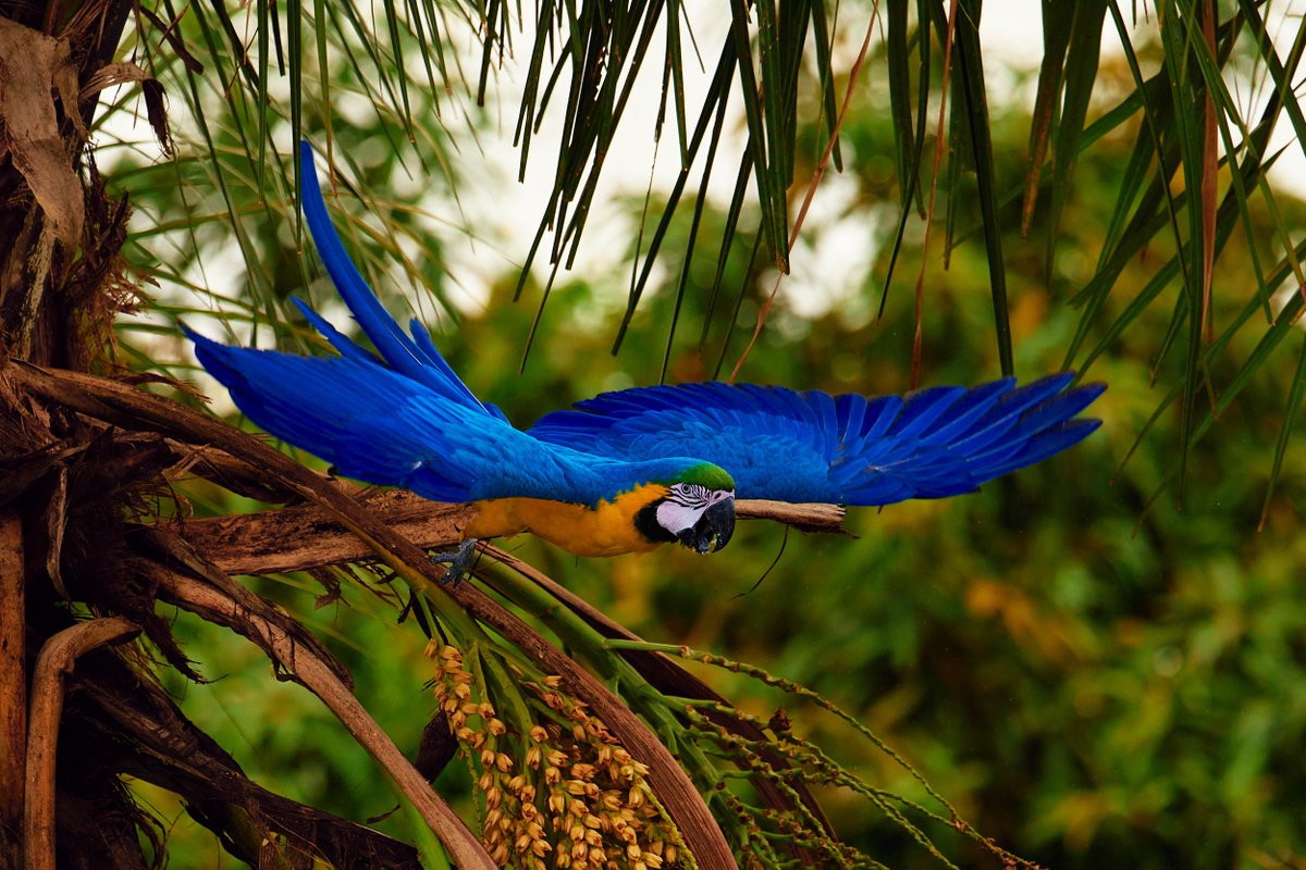 jairovb's tweet photo. The macaws decided to visit again over the weekend.

#arara #macaw #lagosul #brasilia #araracaninde https://t.co/sr3Vbdn9C3