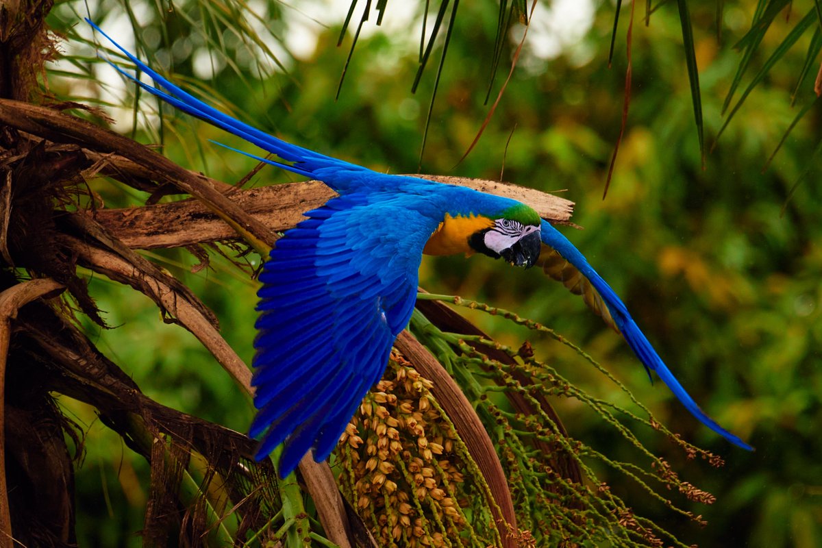 jairovb's tweet photo. The macaws decided to visit again over the weekend.

#arara #macaw #lagosul #brasilia #araracaninde https://t.co/sr3Vbdn9C3
