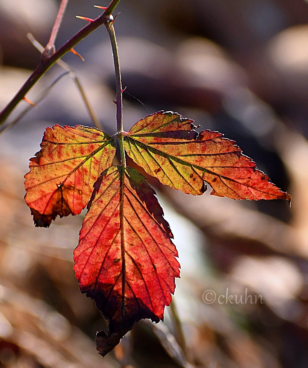 #MacroMonday #MondayRed #NaturePhotography #Nature #Foliage #Leaves