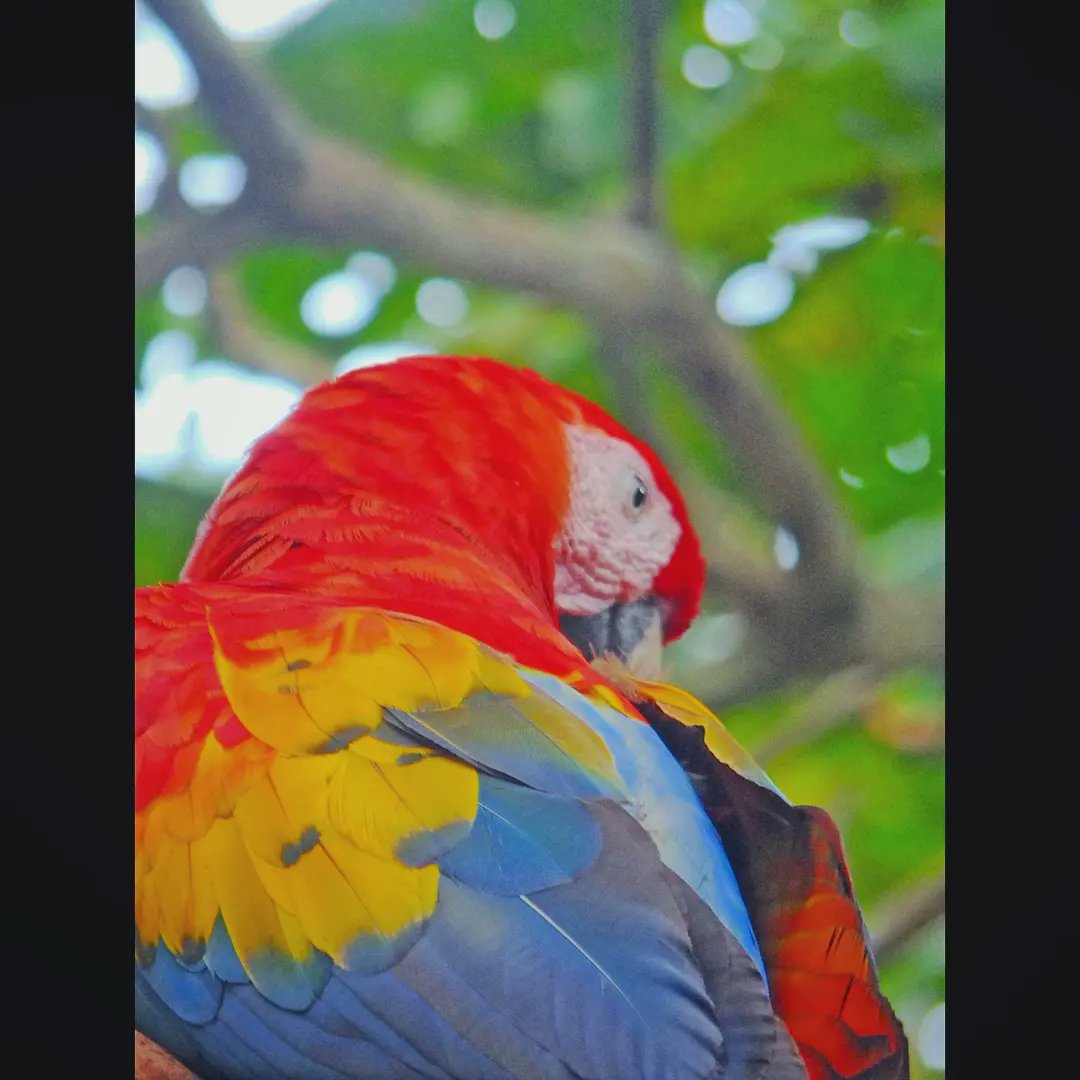 Scarlet Macaw | Ara mcao | KIRMIZI ARA

instagram.com/p/C2mPxdsMKVE/…

#scarletmacaw #aramacao #tiskitajunglelodge #costarica #reintroduction #playapuntabanco #avesdecostarica #pajareo #hayvanmanzaraları #neotropicalbirds #proyectoara #thearaproject #birdscapes #16x9_birds