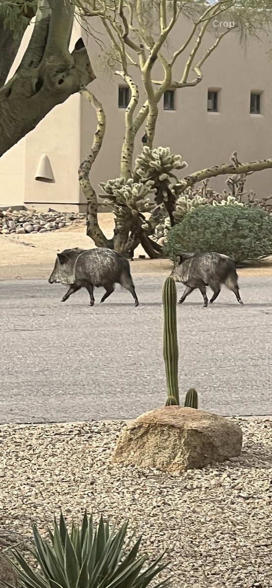 rebeccacaldwe1l's tweet photo. More visitors to add to my list, a baby came to the window by the front door only to be scared off by my pup! #onlyinarizona #Arizona #Javelina https://t.co/bvdOy6N5HB