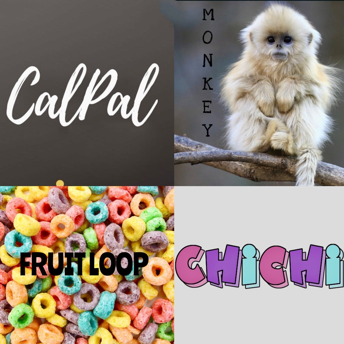 LilCaliGurl's tweet photo. Nic names fur me ….dey boff call me all dese and Cal Pal a lot. What wood you call me? 🤭 
.
.
. 
#caligurl #dogslife #doglife #throughadogseyes #pekingese #nicnames https://t.co/gJa5UPbXHw