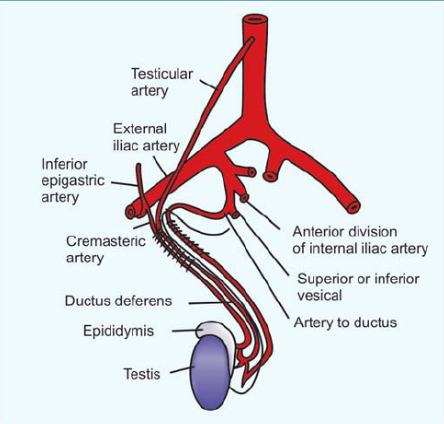 TheUrologyGuy's tweet photo. You WILL be asked over &amp; over - arterial supply of the testis?
1️⃣ testicular a
2️⃣a. to vas
3️⃣cremasteric

Important for:
 - Fowler-Stephens procedure
 - Vasectomy risk might be higher in someone with previous inguinal surgery
 - Laparoscopic varicocele ligation
 - Epididymectomy https://t.co/0iUQmtBSIF