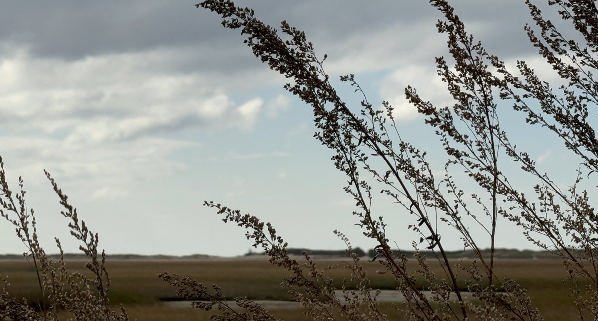 Coastal vibes from the approach of winter, as grasses and weeds sway in the winds rippling through the marshes where the Pilgrims first encountered American soil. My photograph from Cape Cod, 'Outer Lands'.

#art #photography #coast #CapeCod #EastCoast #AtlanticCoast #marsh…