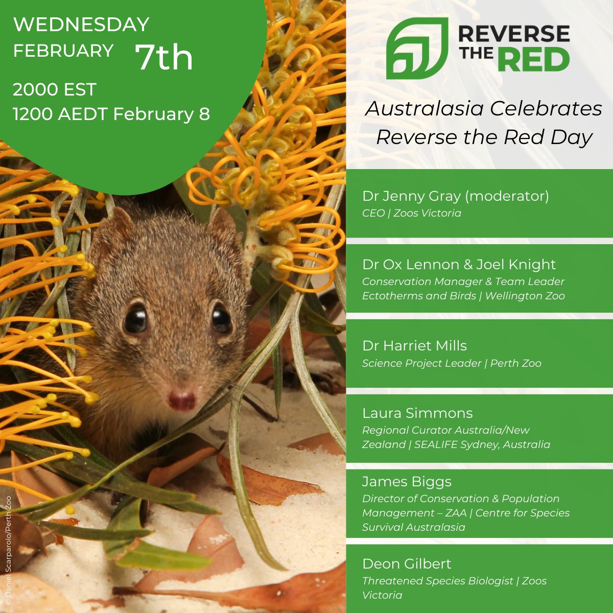 Join us this Thursday to celebrate Reverse the Red Day! Moderated by Zoos Victoria CEO @drjennygray, this free live webinar features some of the sharpest minds in conservation, including our own Threatened Species Biologist, Deon Gilbert. 🦎🔬 Register: bit.ly/3OzAsce