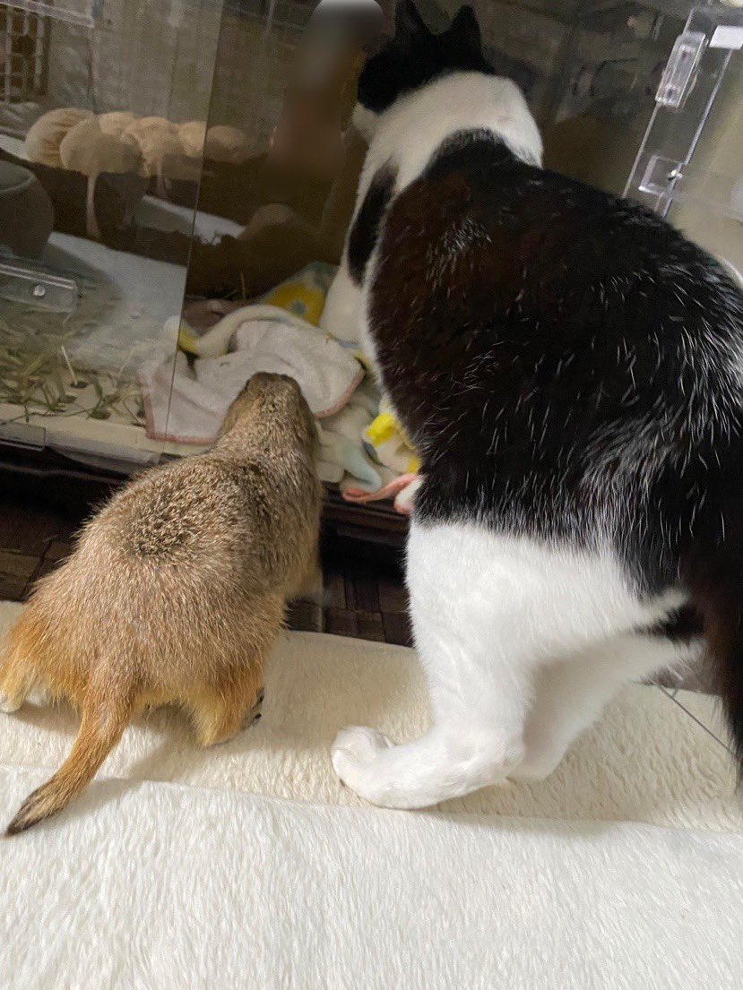 puipuioukoku_f's tweet photo. 大きな波ではないですが、日々小さな体調の波があってしんどい日とマシな日を繰り返しております🐻

強制給��も今のところ頑張って食べてくれていますし、猫たちとまったりしたり、小窓からオラついてたり、穏やかに過ごしています☺️ https://t.co/BAOG7AdyKH