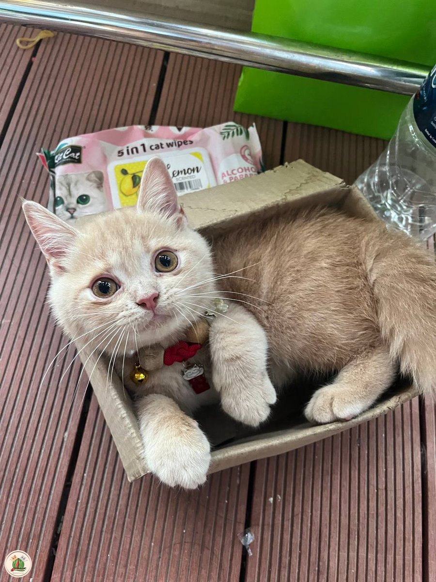 kochengfs's tweet photo. 🐈 ibu kenapa pagi ini mamnya pait?

Ps : emaknya abis nyampurin obat cacing ke mam nya, tp nggak diabisin🥺 https://t.co/7uvoxQZzSv
