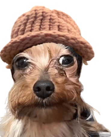 JIGGAcoin's tweet image. We just dropped that @RaydiumProtocol Pool 🚀

 LP's locked down tight! 💰 

Straight up, we're bringing that hustle.

Lets get it #JIGGA 🔒 

birdeye.so/token/BdXs5RBQ…

$JIGGA $NIGGA $WIF