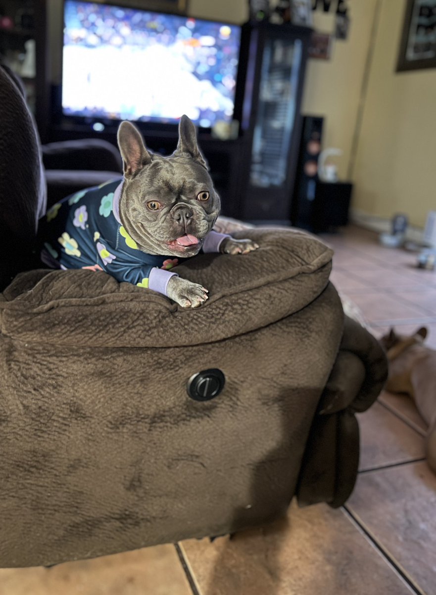 NoAssMcGee 🐶💙🌈🏳️🌈 tweet media