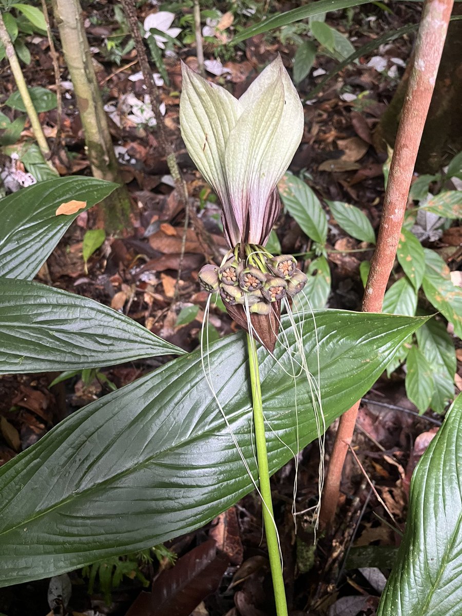 thismiaguy's tweet image. #Tacca havilandii at the type locality in #Kubah NP
