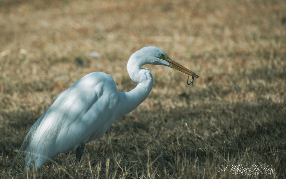 AWhisperInTime's tweet photo. Breaky in hand, well in beak, π
#BirdPhotography #Birding #Bird #Birds
#NatureIsBeautiful #Nature #NatureLover
#FallinLoveWithNature #LearnToLoveNature #ExploreNature #ExploreTheWorld #EmbraceNature #MotherNature #EnjoyNature #EnjoyTheOutdoors #Outdoors #Hiking #Hikingtrails #HitTheTrail
#Photoging #Photography #Photographer
#NaturePhotography
#XNaturePhotography #XNatureCommunity
#DelRio #Texas
#Happiness #Peace #GypsySoul