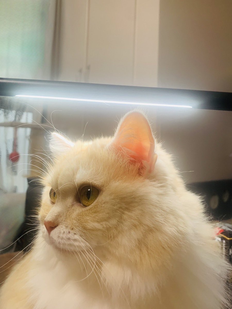 ぱっち:「頭が温いれし。最近流行りの猫用暖房器具れし。」
#勘違い 
＃猫