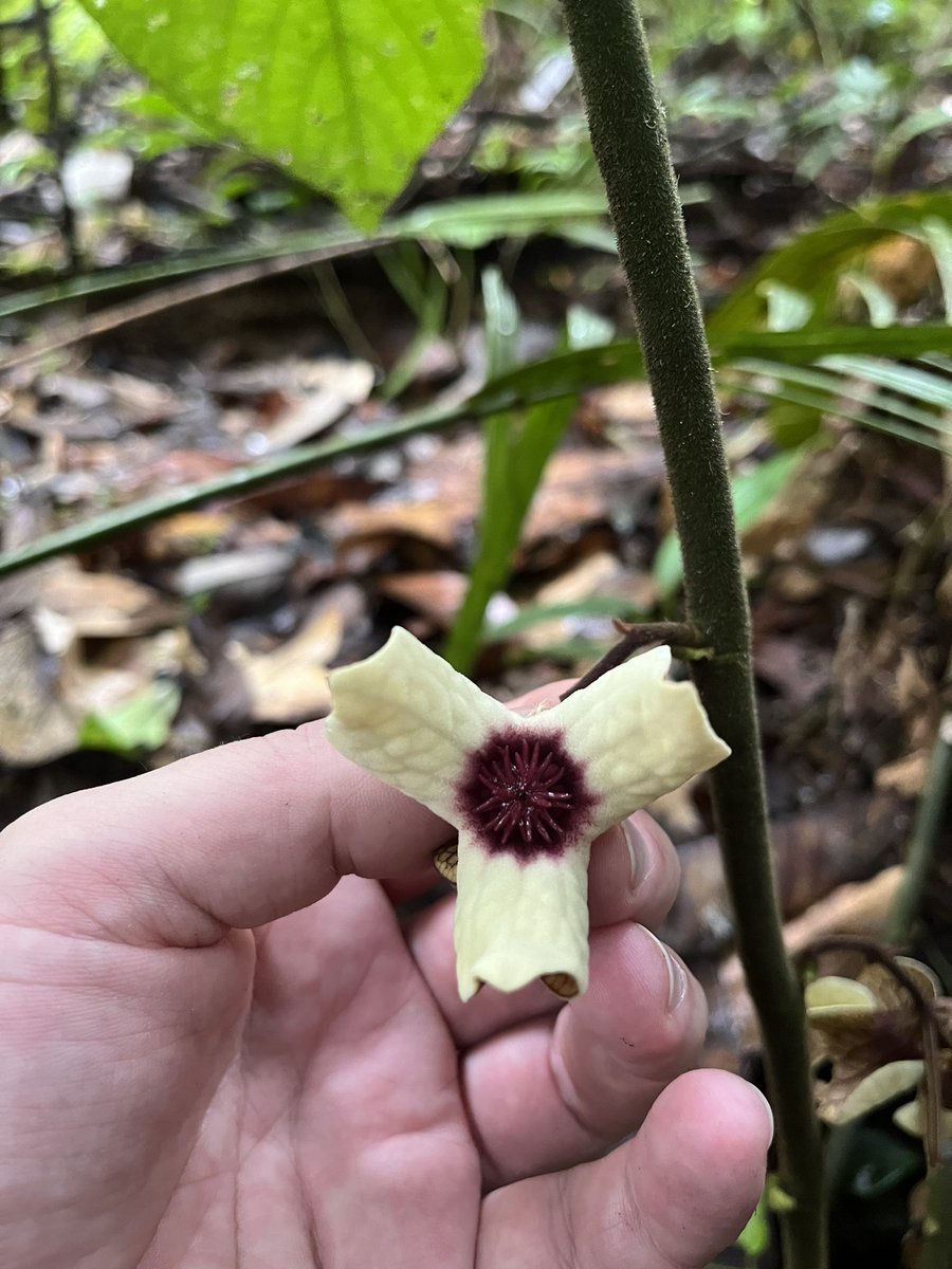 thismiaguy's tweet image. Beautiful #Thottea (#Aristolochiaceae) also from #Kubah NP near #Kuching