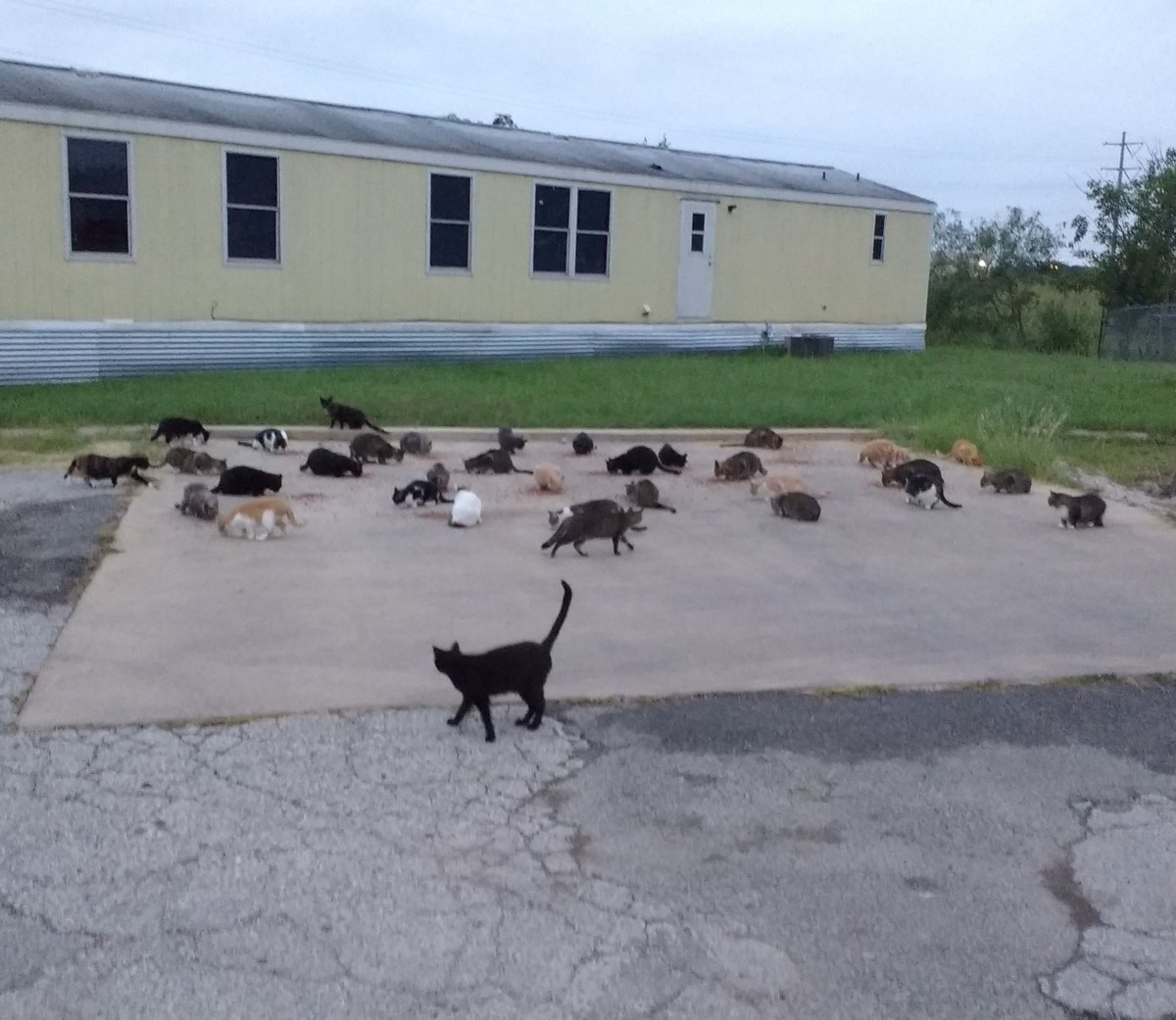 austinanimals's tweet photo. That's a lot of cats! Except once upon a time this mobile home community in 78741 had HUNDREDS of unfixed cats. Our dedicated Community Cat volunteers have been caring for this colony and getting the numbers down using Trap-Neuter-Return since 2005. 
 
https://t.co/BnnYK9ZJzZ https://t.co/4MaQ9fDlgy