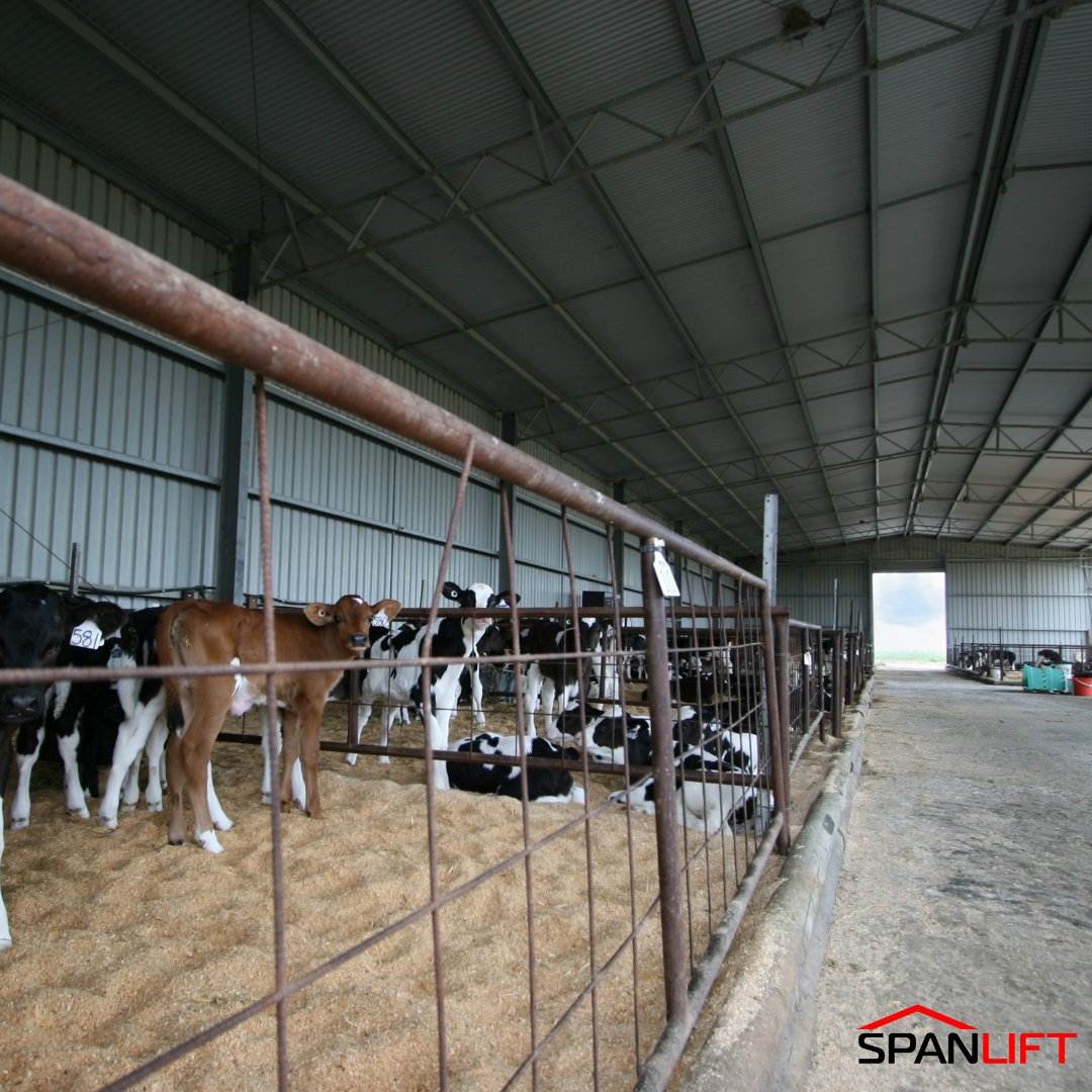 Whether it's the heat of summer or the chilly winds of winter, our open or partially-enclosed sheds provide the ideal sanctuary for your calves. ☀️Our purpose-built Calf Sheds can be customised to suit your exact needs.