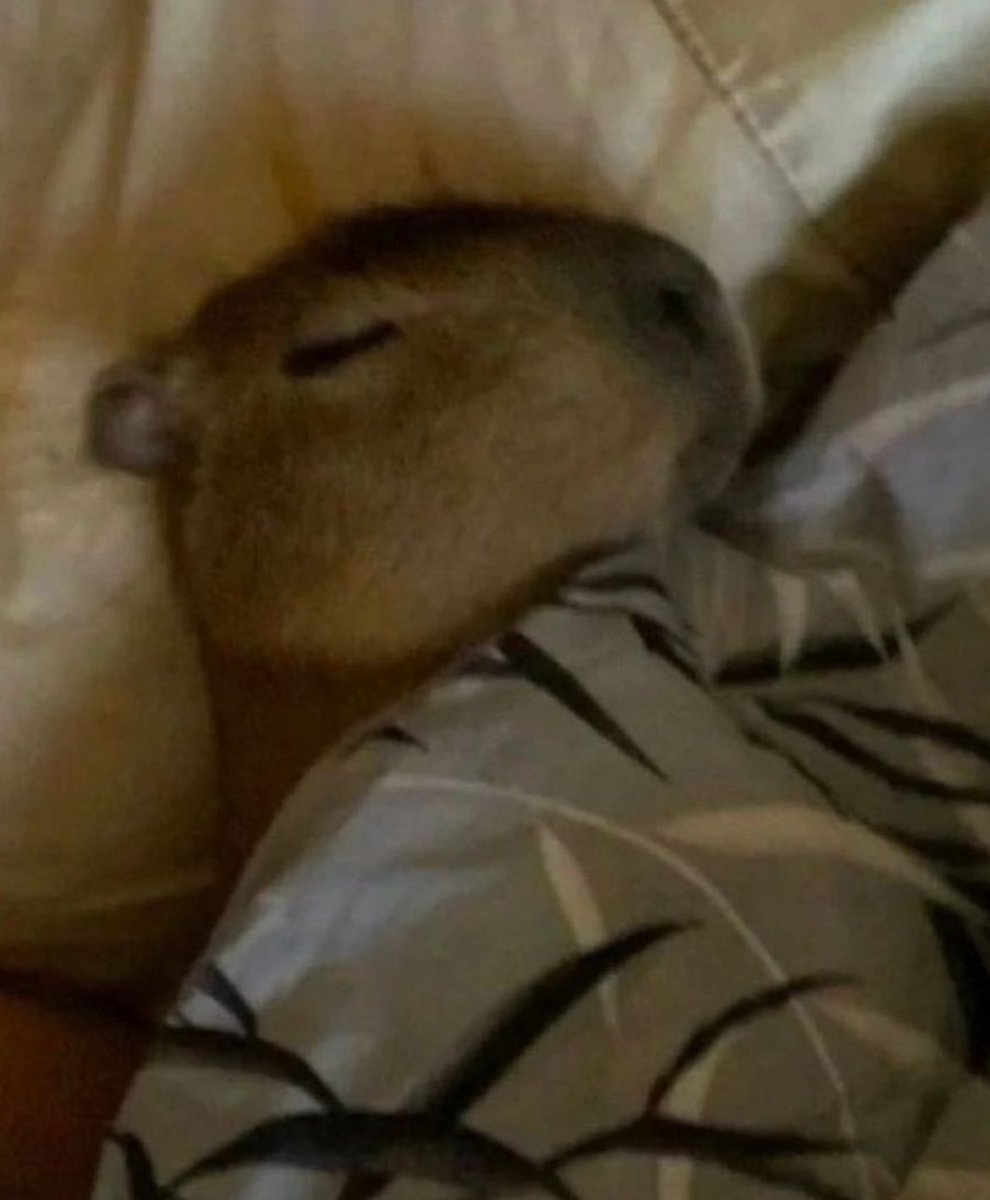 you’ve been visited by the sleeping capybaras RT for good luck! 🍀