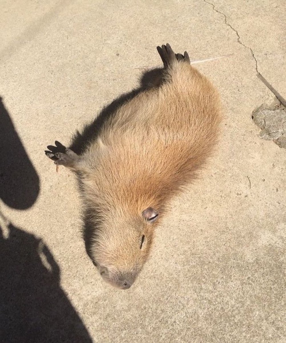 Capybaras tweet media