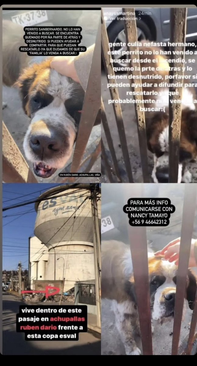 zaynsodrug's tweet photo. me parece importante difundir esto, espero que puedan ir a buscarlo y llevarlo a algún albergue 🥺 #Valparaíso #IncendioEnChile #MascotasPerdidas #IncendioForestal #Achupallas https://t.co/SE7rdQnymM