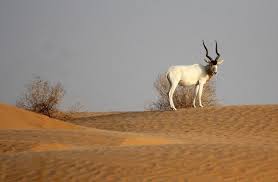 Jebil National Park where the sand dunes whisper the secrets for a peaceful life to you #Saharadesert #Tunisia #camelrides #peacefulplace #findyourserenity #camping #glamping #stargazing #napunderthestars #sunbathing #sandinyourtoes #makememories #travel #letsgo #getbacktonature