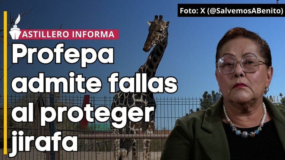 Presidente <a href="/lopezobrador_/">Andrés Manuel</a> ,

Hoy fue un tigre decapitado, la semana pasada una jirafa en un patio de unos millonarios, hace tres semanas la muerte de una jirafa de 6 años y una cebra porque no cerraron bien una puerta, hace un mes eran inspectores federales mintiendo en informes