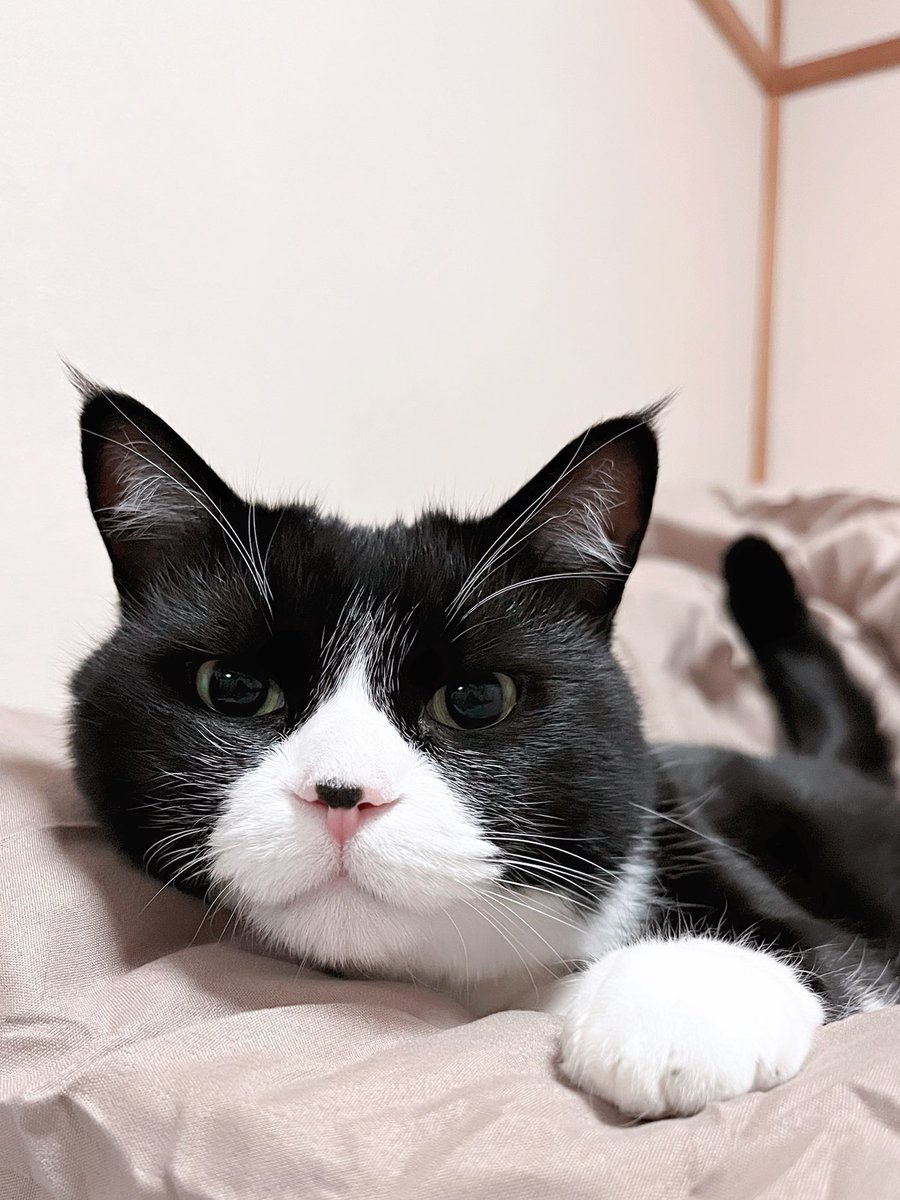 ねむねむおはにゃん😻💖
中々おはにゃんできなくてごめんにゃん😿