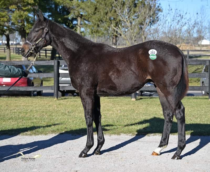 Congratulations to our partners Chesapeake Farm, Three Times a Charm, Crown Chase Farm, and Bullet Stables on this $240,000 NY-bred weanling by @DarleyAmerica stallion Maxfield today at @FasigTiptonCo ! @nytbreeders Foaled @rockridgestud