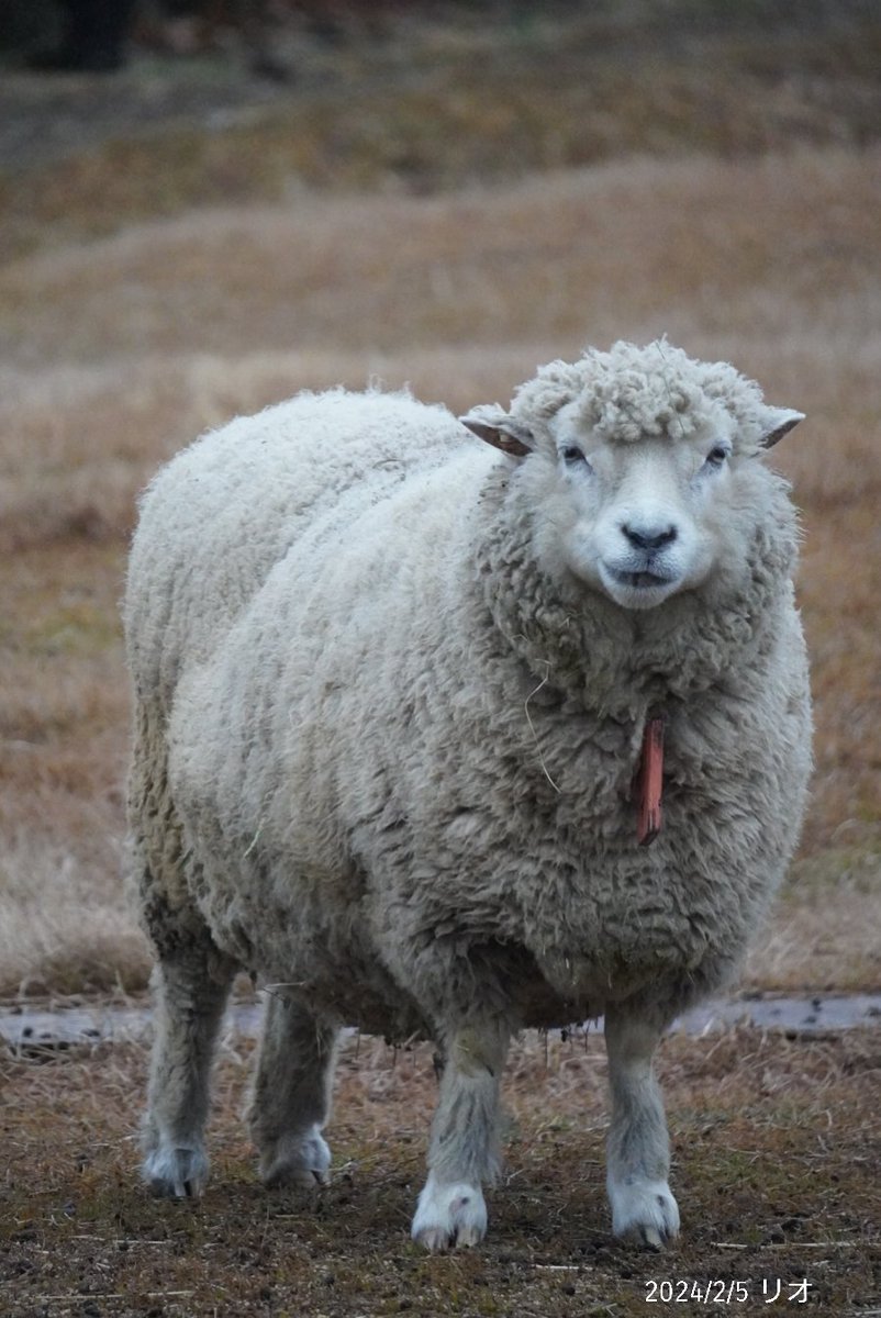 ひまひまリオ🥰

あんよの長さはママゆずり💕🤭

#ひまり
#リオ（ひまりママ
#ひつじのくに