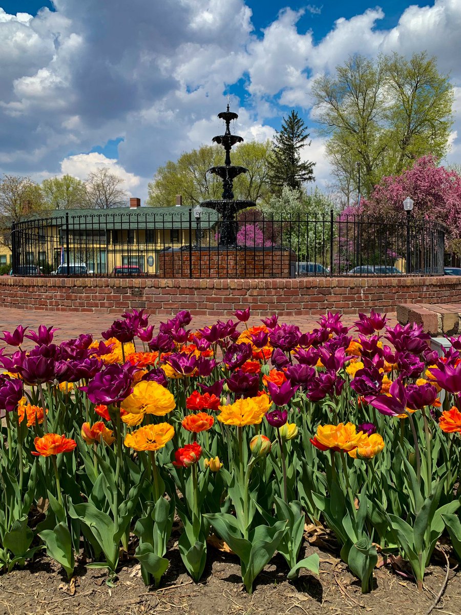 #pellatuliptime #pellatulipfestival #tulips #tulipa #springflowers #purpletulips #pinktulips #multicoloredtulips #frilltulips #fountain