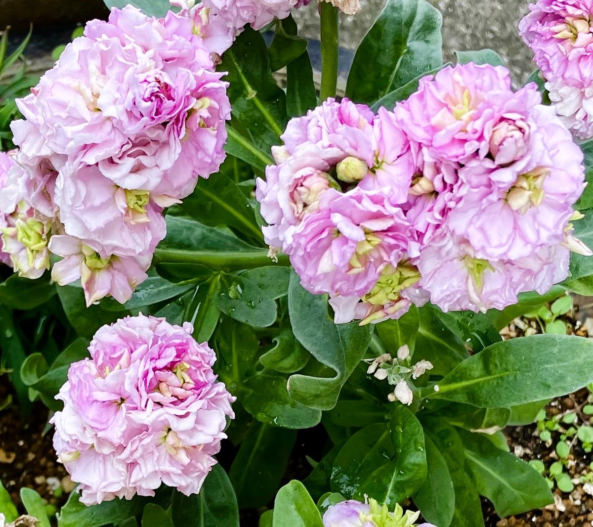 jukkkie's tweet photo. Flowers for today❤️💖💗🤍💖
😃😺🌹🌼🌹🌼🌼✨🌞
#Flowers #PrimulaPolyantha #Stock #PrimulaJulian #garden #February2024 https://t.co/FhkEkE9jMU