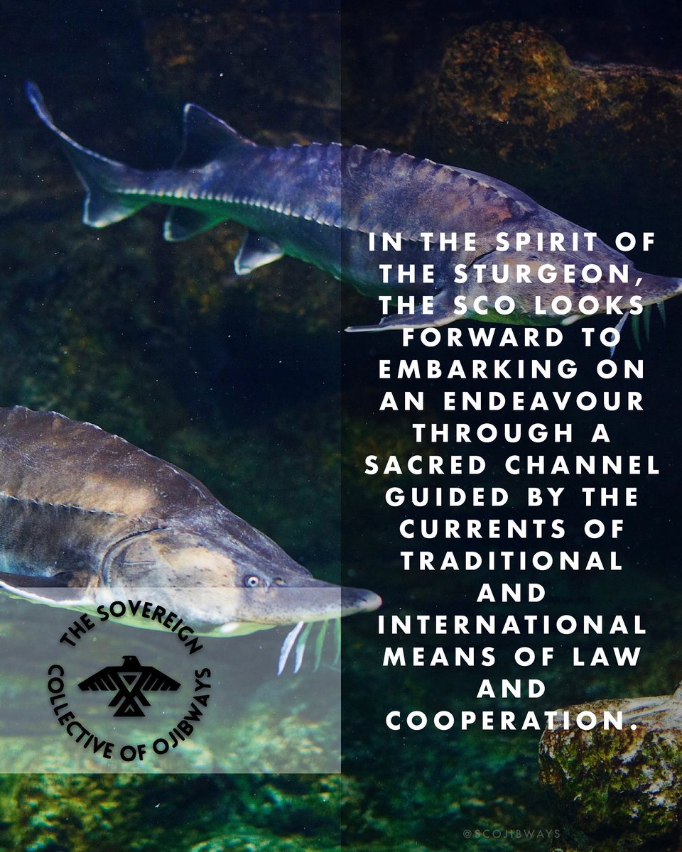 scojibways's tweet photo. 🌅🌎 — In the spirit of the Sturgeon, the SCO looks forward to embarking on an endeavour through a sacred channel guided by the currents of traditional and international means of law and cooperation.

#TraditionalGovernance #IndigenousRights #LandBack https://t.co/oqbO3PUnVI