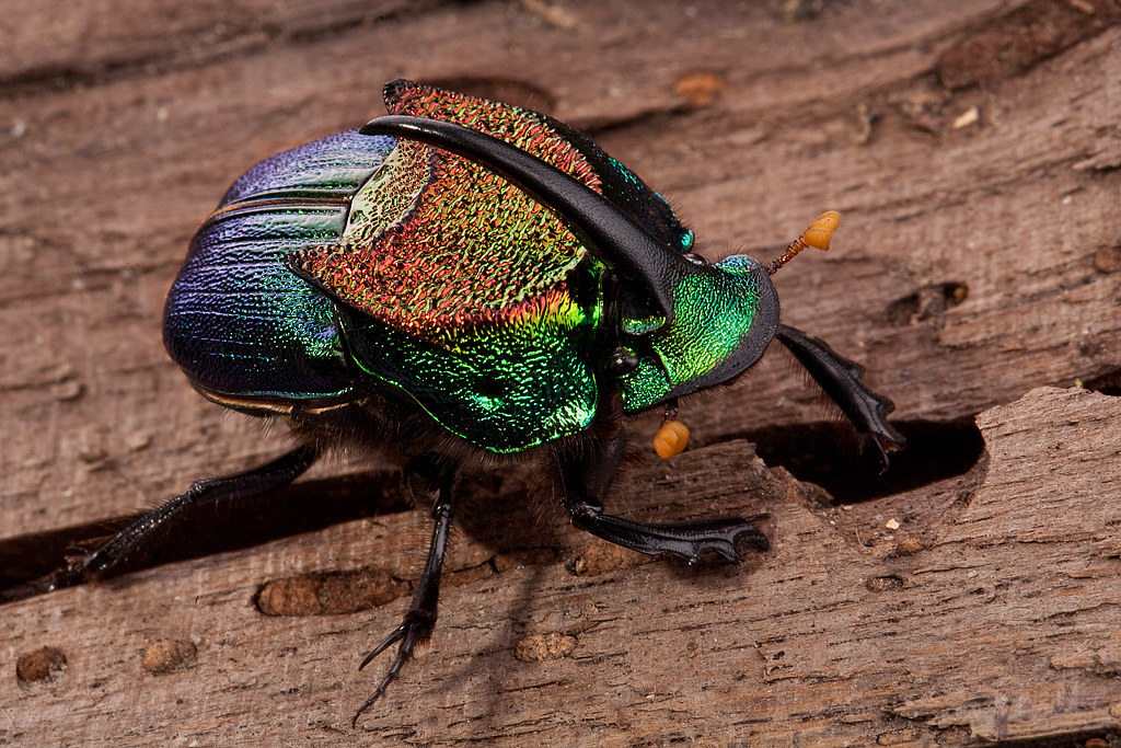 Go_Outside_Now's tweet photo. While it seems an exotic species, the Rainbow Scarab (Phanaeus vindex) lives all over eastern and central America.  As true dung beetles, they play a vital role in clearing the forests of waste and fertilizing the soil.  While common, they are rarely seen due to their small size. https://t.co/jcKBu3Xzpg