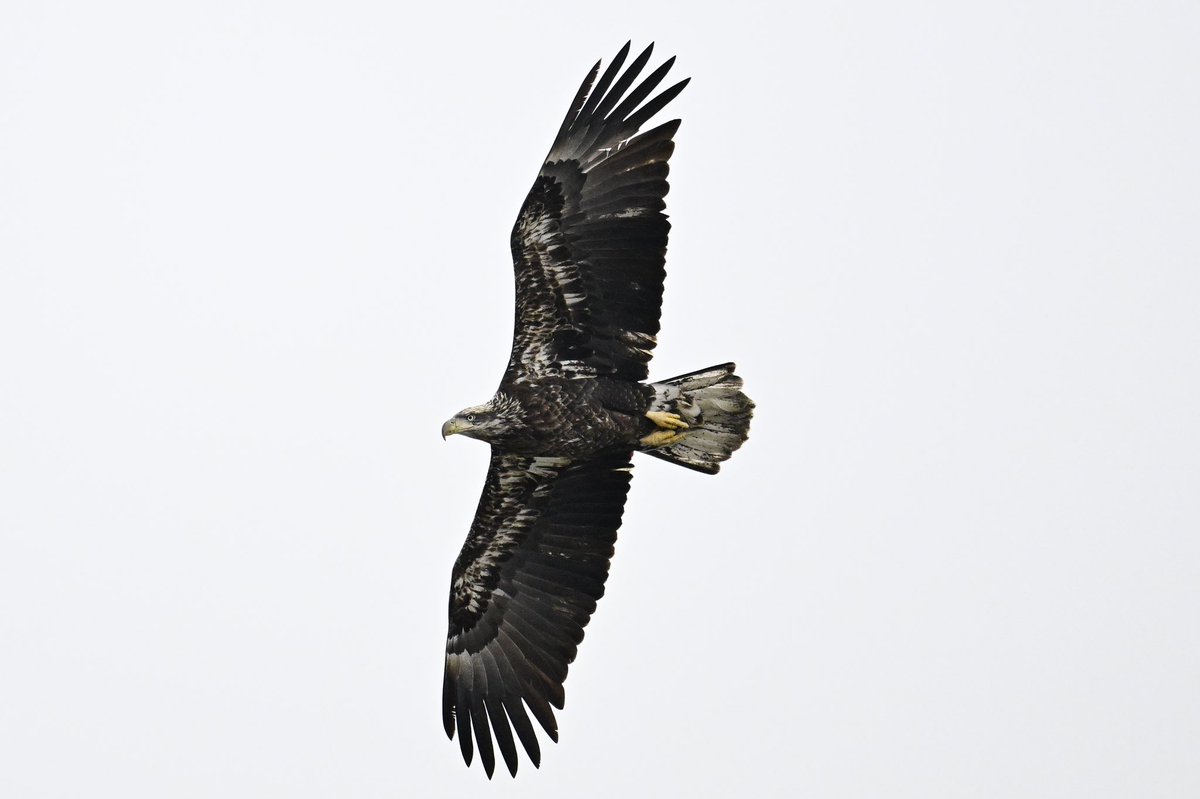 RyanDuekerPhoto's tweet photo. Photographed eagles downtown Des Moines on Feb 3, 2024 https://t.co/nw78g1SvtF