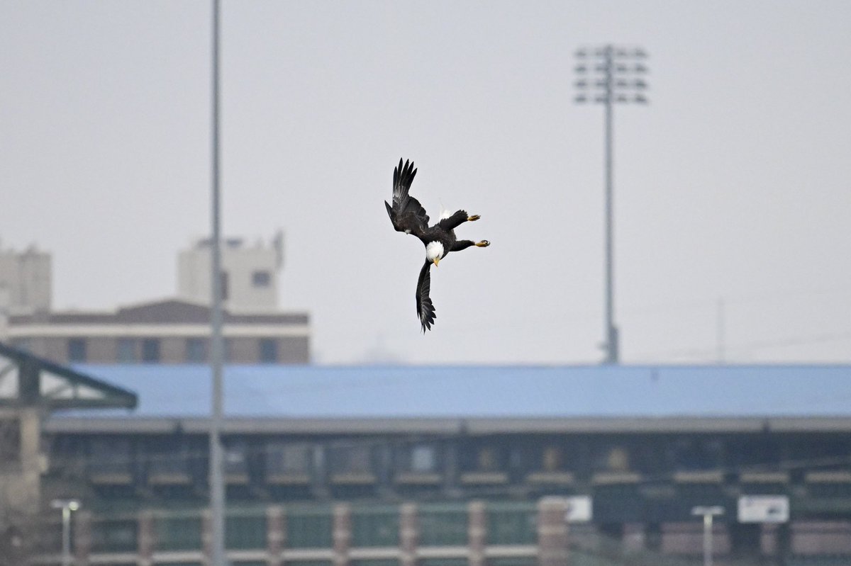 RyanDuekerPhoto's tweet photo. Photographed eagles downtown Des Moines on Feb 3, 2024 https://t.co/nw78g1SvtF