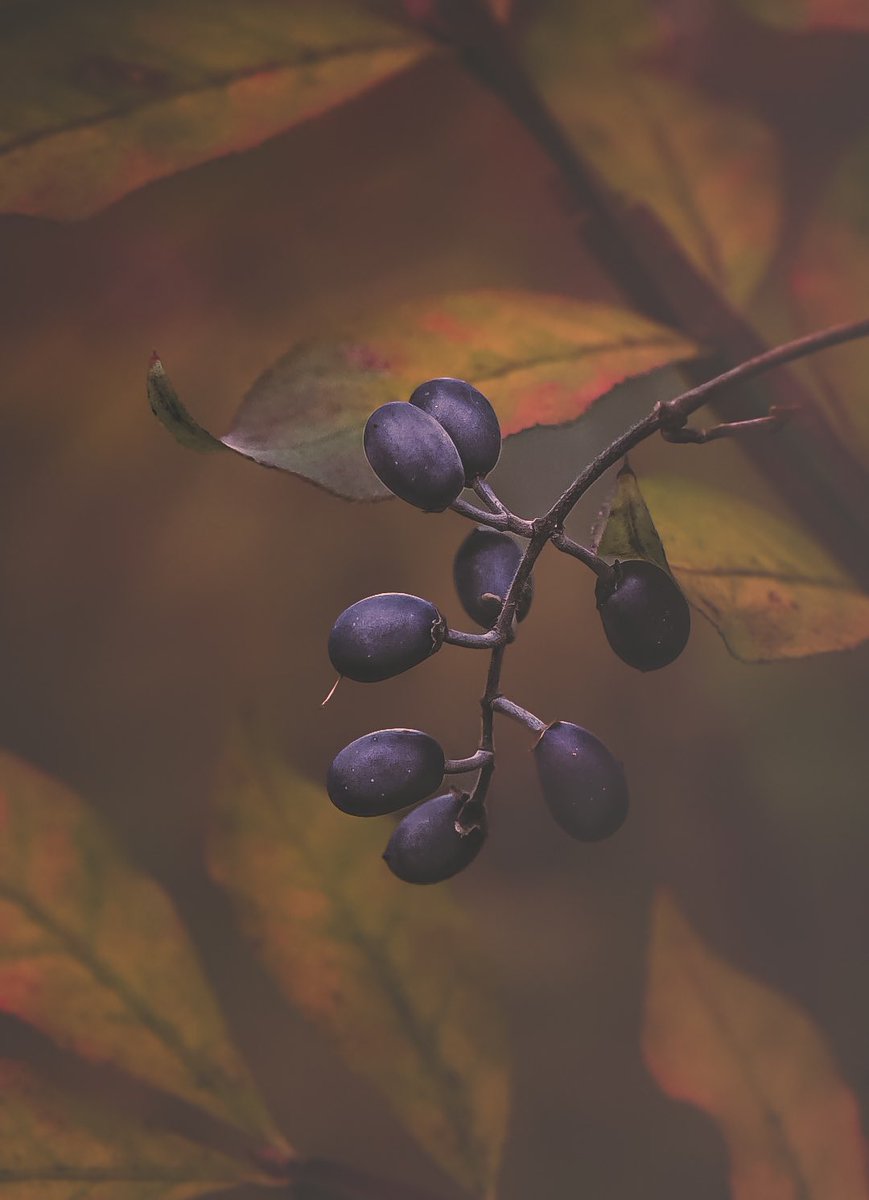 NithuSarath's tweet image. #macro #tonesaddiction #moodsinframe #darkmood