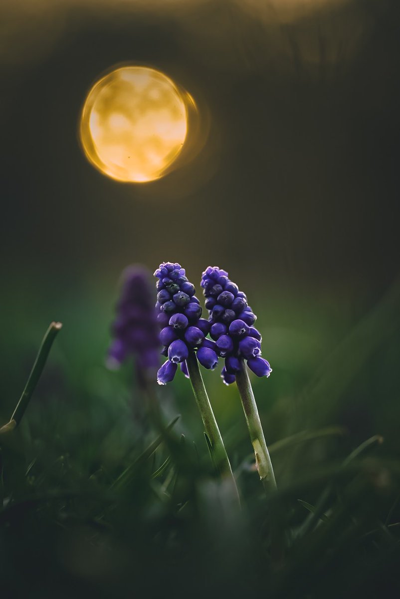 NithuSarath's tweet image. #macro #tonesaddiction #moodsinframe #darkmood