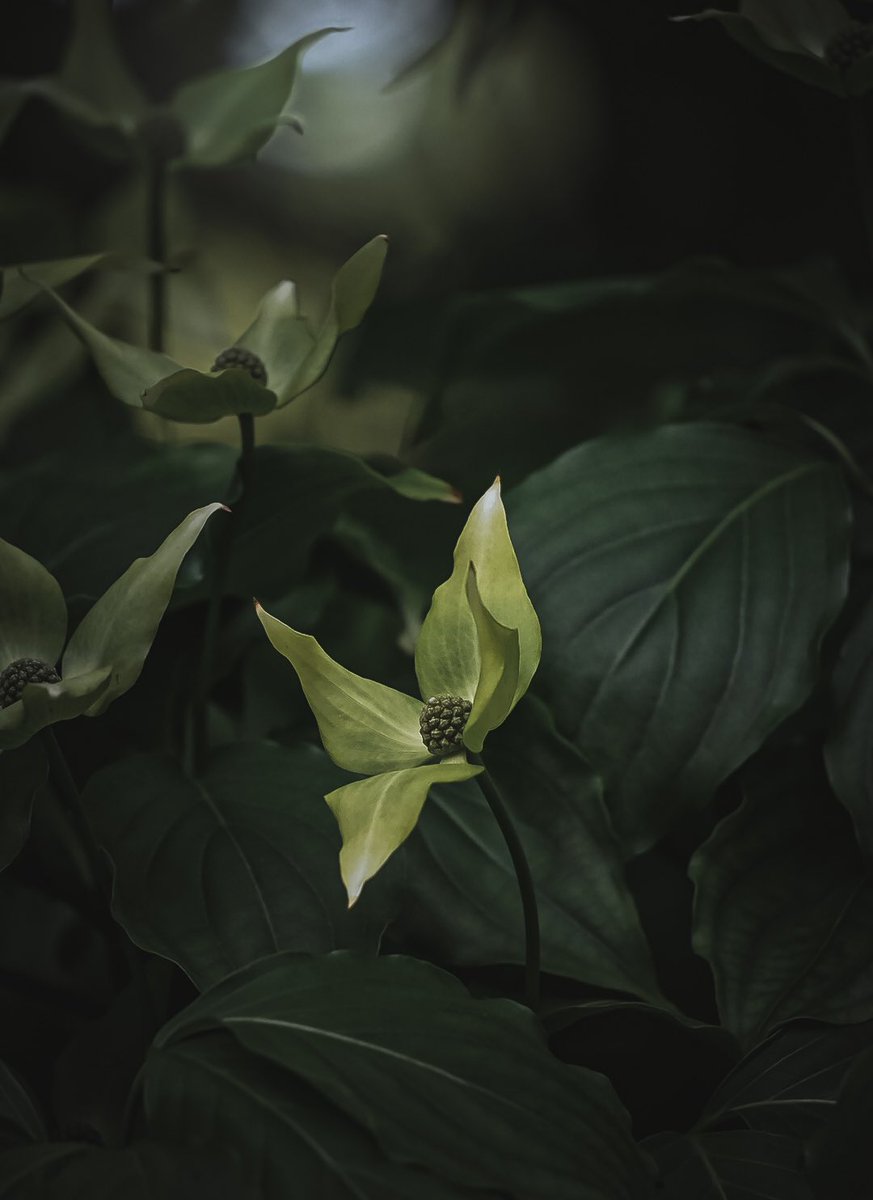 NithuSarath's tweet image. #macro #tonesaddiction #moodsinframe #darkmood