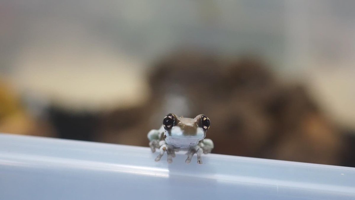 このかわいい生き物を見て…