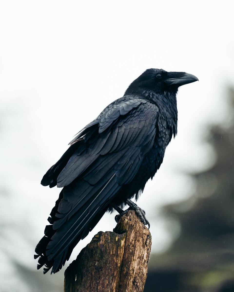 Erik McRitchie Photo tweet media