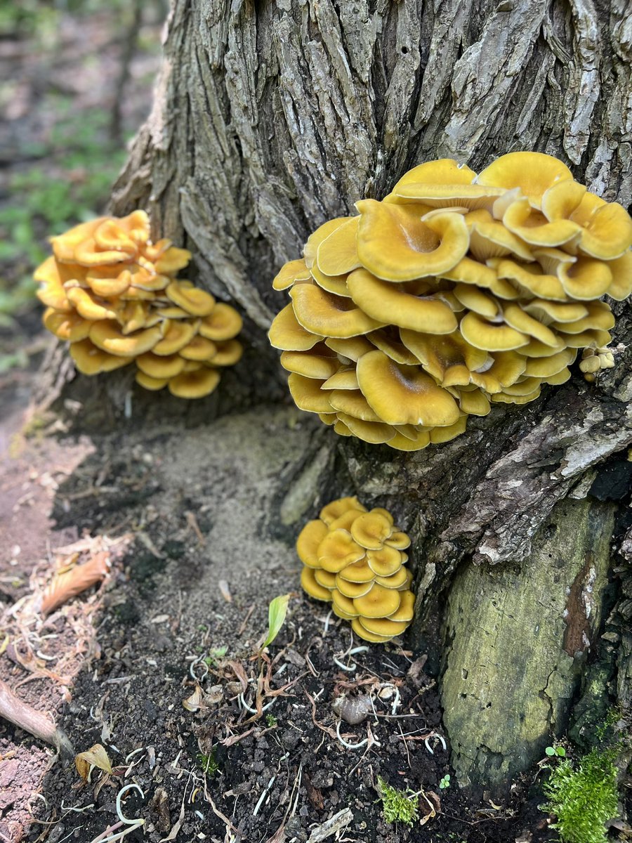 The Mushroom Hub (@themushroomhub) on Twitter photo 