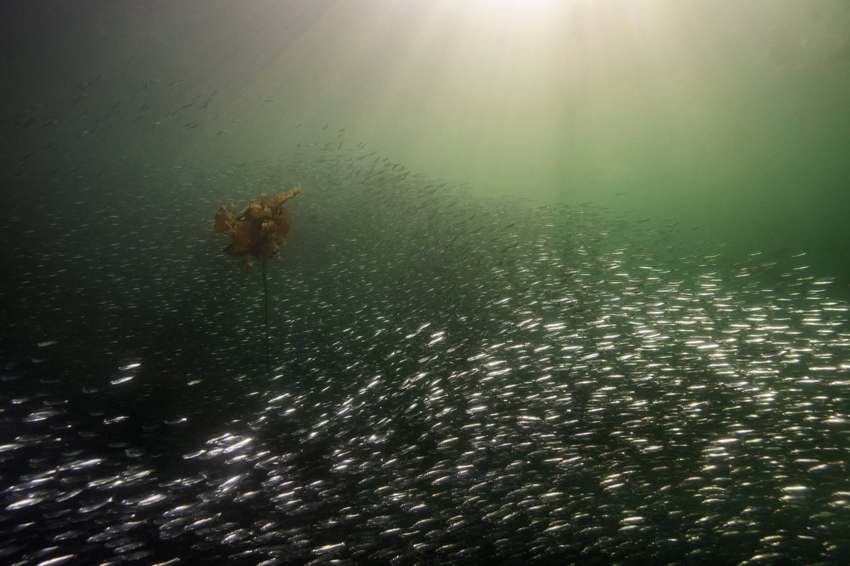 Herring and kelps! Both together in the #pacificnorthwest