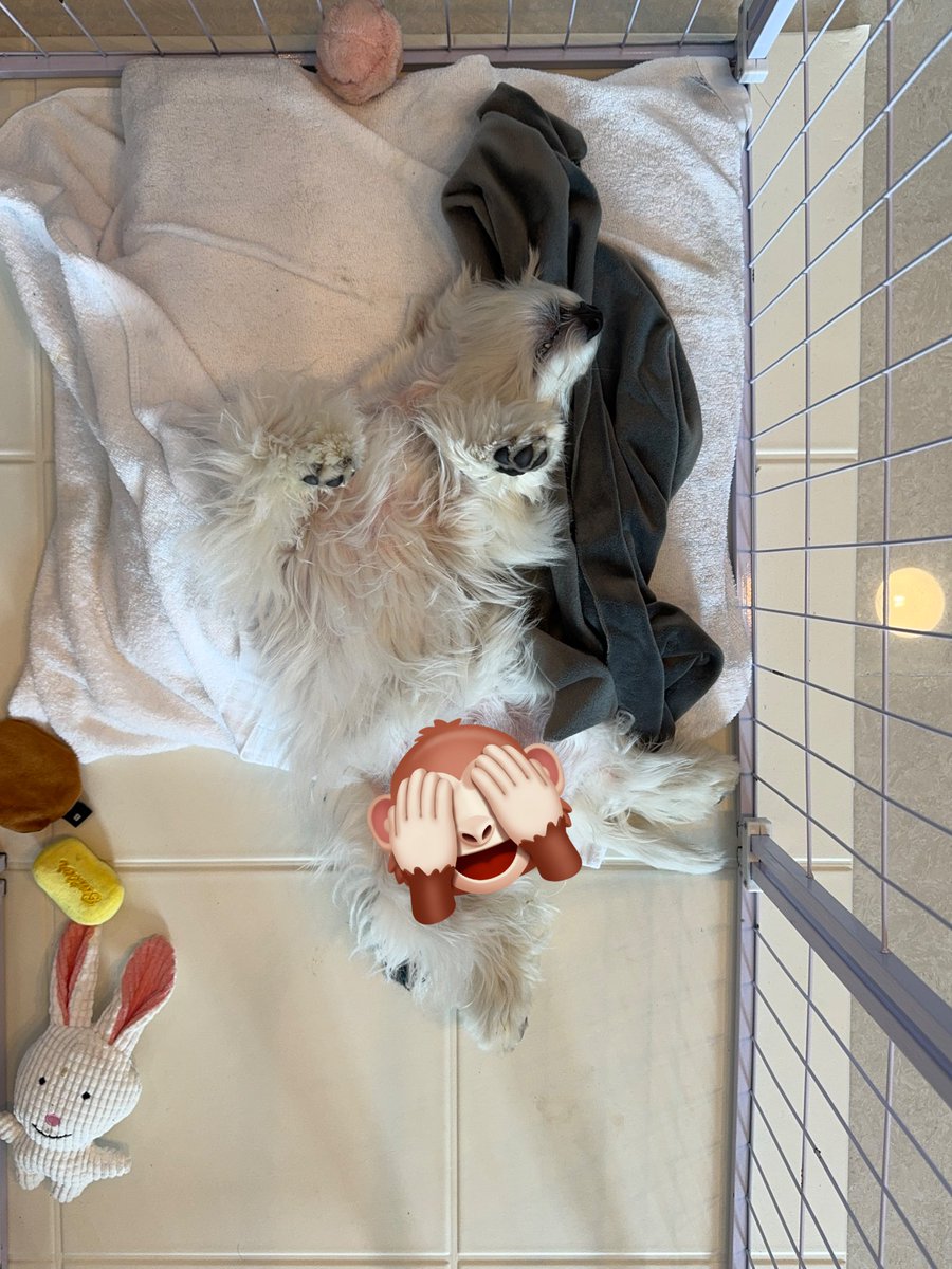 Dejaz_eth's tweet photo. Sleep in Tuesdays @Yogapetz $well #well #westie #tofu https://t.co/g1gdT2Oqmi