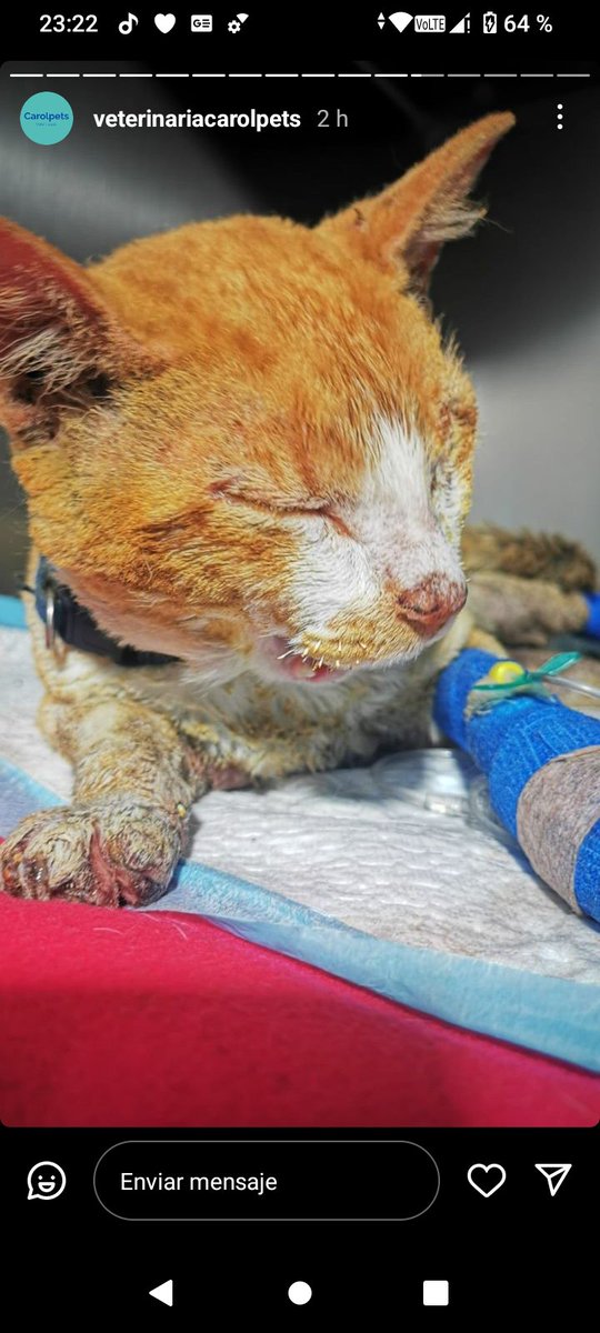 Polet ♥️🇨🇱♀️🐶🐈🐾 tweet media