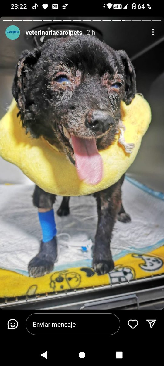 Polet ♥️🇨🇱♀️🐶🐈🐾 tweet media