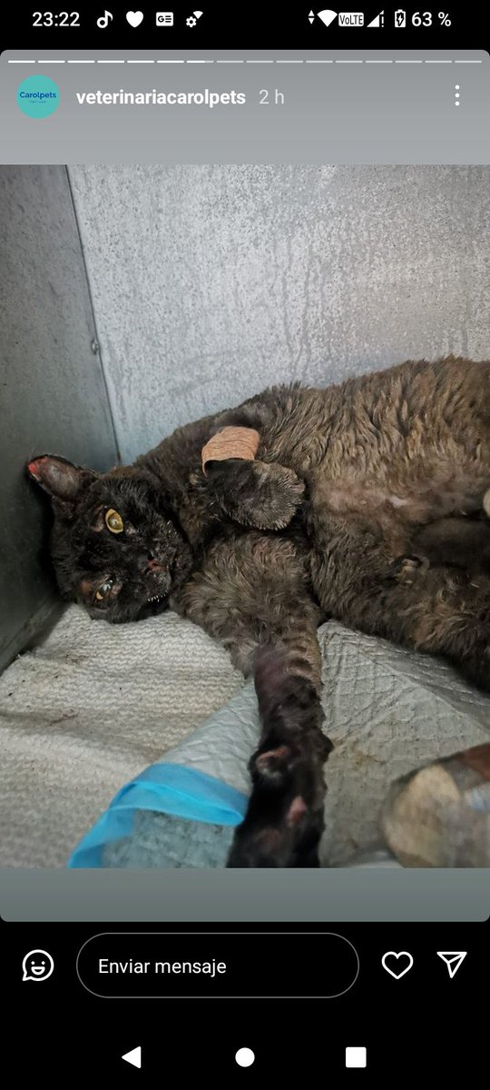 Polet ♥️🇨🇱♀️🐶🐈🐾 tweet media